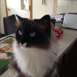 Meet your Posher, Arthur